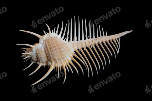 Preview: shell of a sea snail on a black isolated background