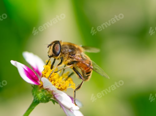 Preview: Bee pollinating on a flower blossom
