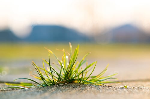 Preview: Closeup detail of weed green plant growing between concrete pavement bricks in summer yard