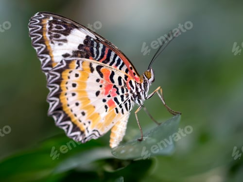 Preview: Butterfly