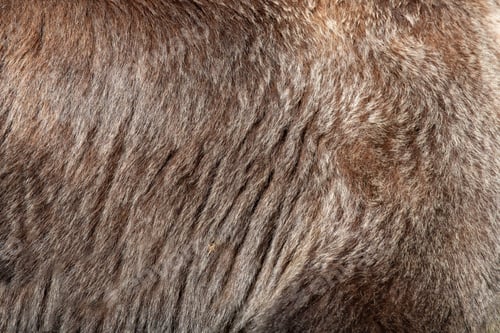 Preview: Real brown bear fur texture
