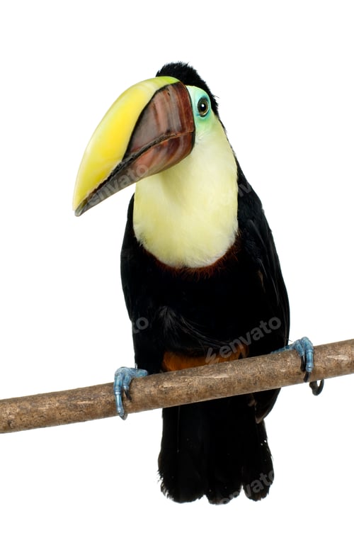 Preview: Swainson's Toucan