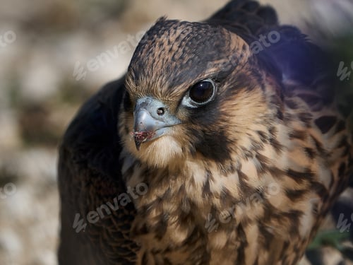 Preview: Peregrine falcon (Falco peregrinus) Juvenile