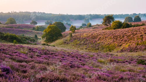 Preview: Posbank National park Veluwe, purple pink heather in bloom, blooming heater on the Veluwe