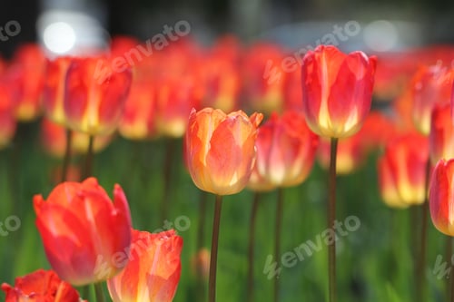 Preview: Tulips Flowers Grow In A Flower Bed On A Sunny Day