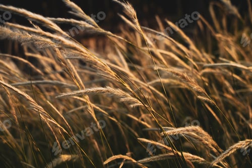 Preview: Grass flower with sunset light for background Nature background.
