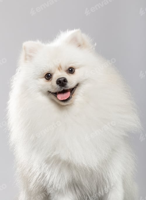 Preview: Fluffy white pomeranian with a cheerful expression sitting against a light background