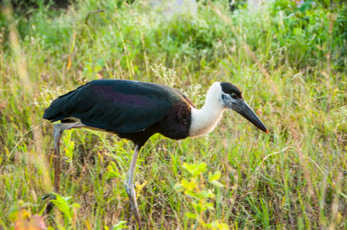 Preview: Woolly-necked stork or white necked stork, in the nature habitat, India.