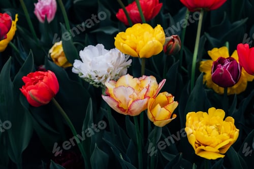 Preview: Blooming tulips.
