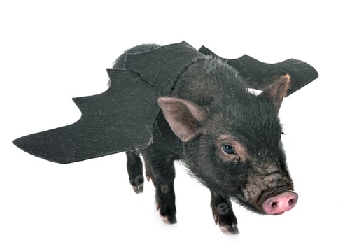 Preview: bat vietnamese pig in studio