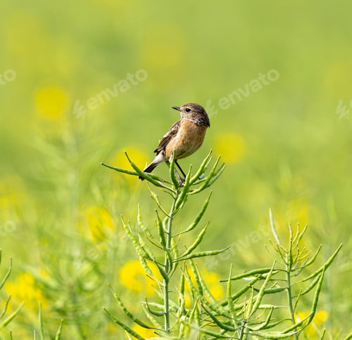 Preview: European Stonechat Female In Action
