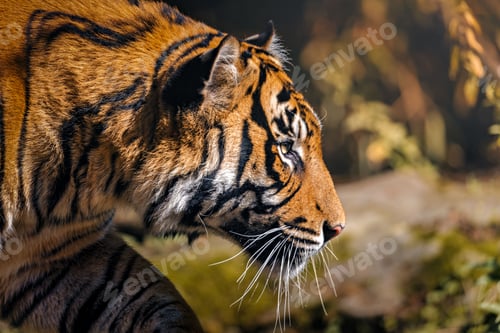 Preview: Profile of a Bengal tiger with detailed fur texture.