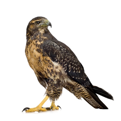 Preview: Young Black-chested Buzzard-eagle () - Geranoaetus melanoleucus