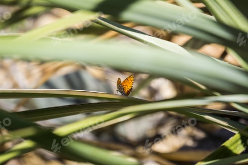 Preview: Sagebrush Checkerspot (Chlosyne acastus) butterfly
