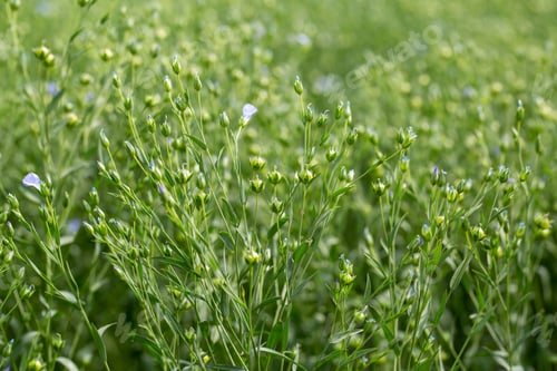 Preview: Green seed capsules of flax on the background of a green flax field
