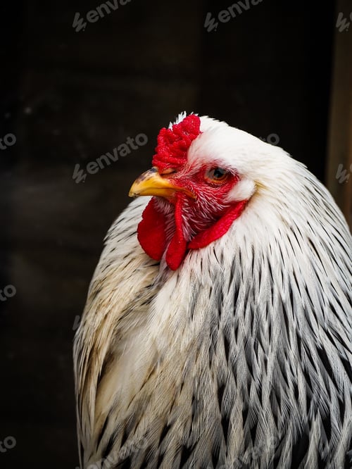 Preview: Vertical closeup shot of a whitechicken head