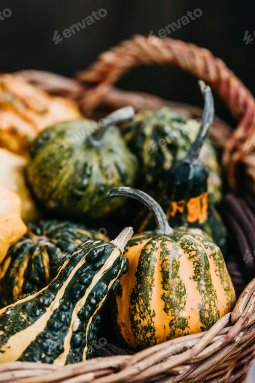 Preview: Basket of Decorative Gourds at Harvest Festival