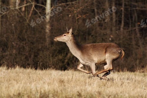 Preview: Red deer hind running on dry meadow in autumn nature