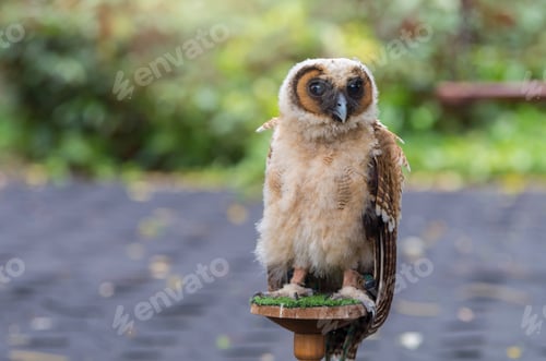 Preview: Young owl