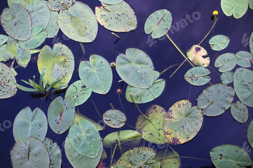 Preview: Top View of green Water lily leaves in a pond. lotus flower background