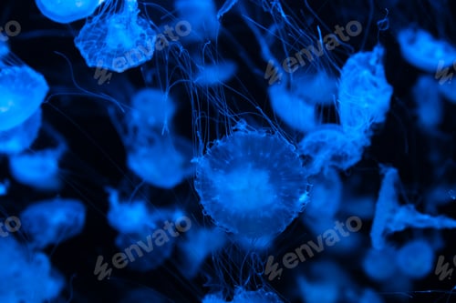 Preview: Bright Blue Moon Jellyfish Drifting Gracefully in Dark Ocean