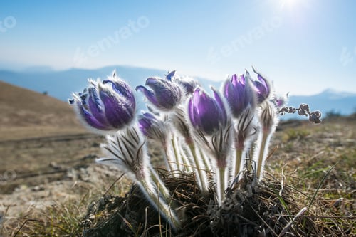 Preview: Pasque Flower blooming on spring meadow