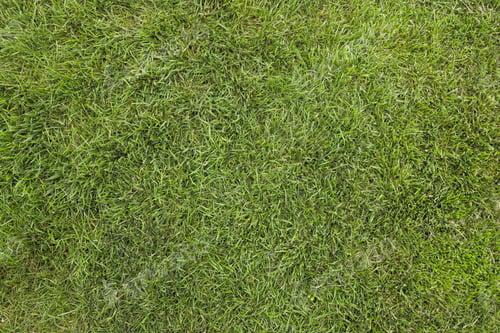 Preview: grass texture background yard garden