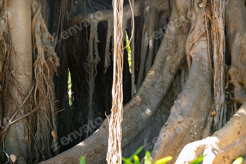 Preview: Ficus tree. gPlant in a park in Puerto de la Cruz. Northern Tenerife, Canary Islands, Spain