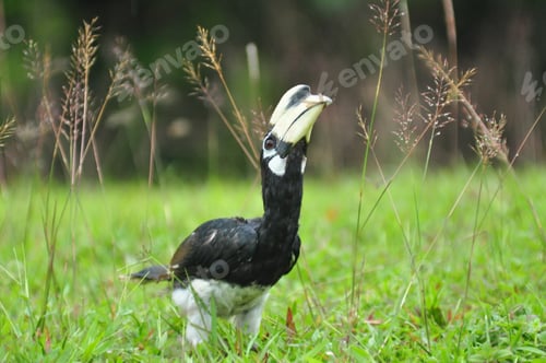 Preview: The oriental pied hornbill (Anthracoceros albirostris)