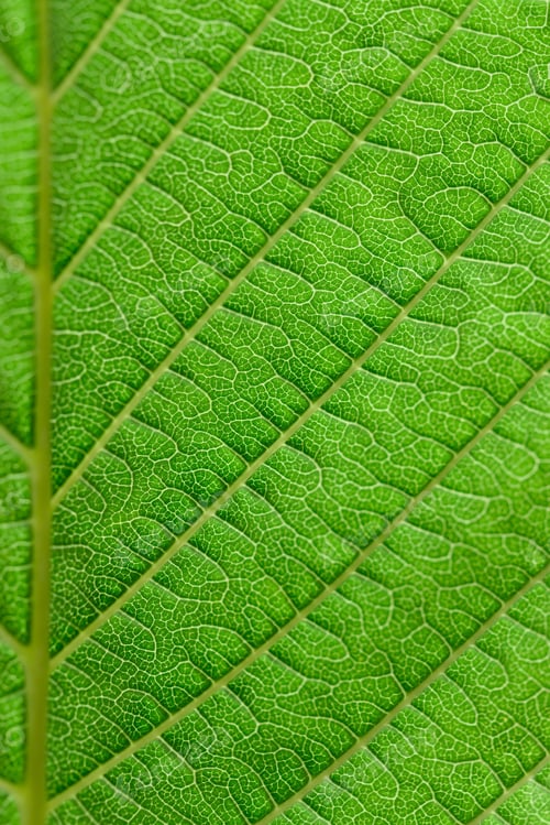 Preview: Extreme close up texture of green leaf veins.