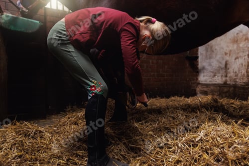 Preview: Young little teenager kid girl cleaning horseshoe hoof picking brush tools chestnut horse at stable