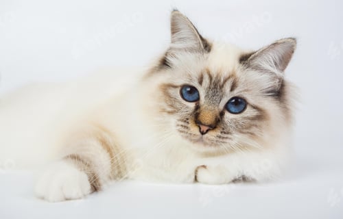 Preview: cute little Birman cat isolated in a removable background, aborable kitten concept