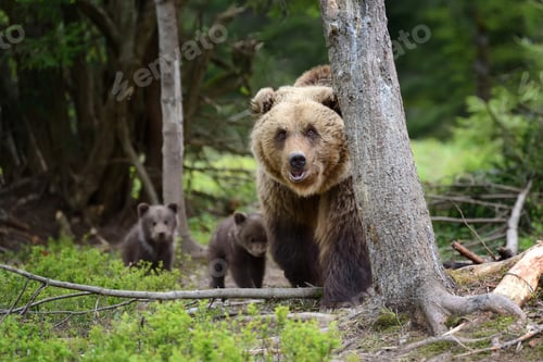 Preview: Brown bear and cub