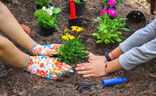 Preview: teen girl helps mother to plant flowers. Mom and her daughter were gardening over the weekend.