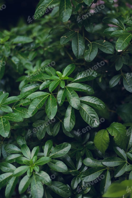 Preview: Close-up view of lush green leaves in a garden showcasing the natural beauty of foliage.
