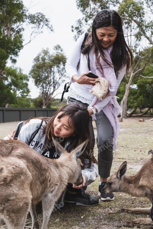 Aperçu: Beautiful mother and daughter feeding kangaroos at park