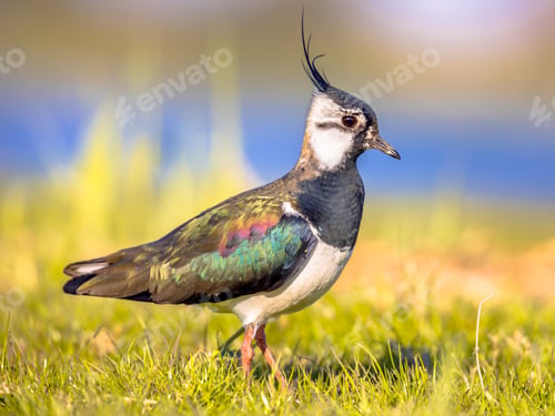 Preview: Northern lapwing foraging in grassland Netherlands