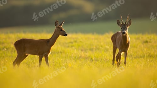 Preview: Couple of roe deer standing on meadow in summer sunlight