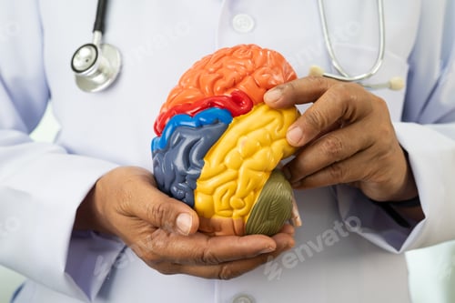 Preview: Asian doctor holding brain anatomy model for study diagnosis and treatment in hospital.