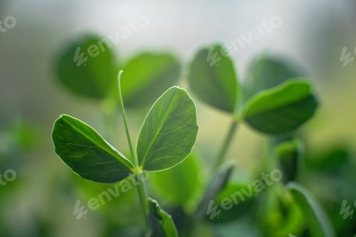 Preview: microgreen Foliage Background. pea leaf. sprout vegetables germinated from high quality organic