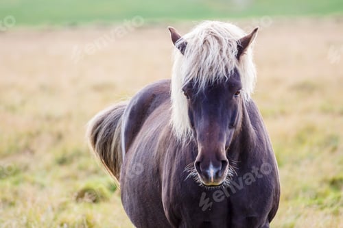 Preview: Beautiful Horse Standing in a Grassy Field