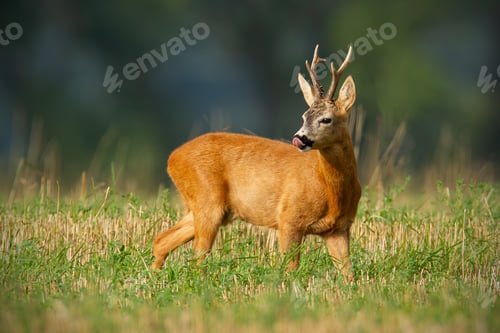 Preview: Attentive roe deer back licking his nose with tongue on field