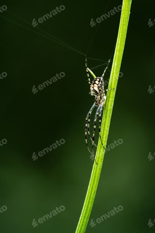 Preview: Vertical macro shot of a yellow garden spider on a green grass blade