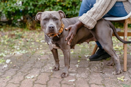 Preview: Black woman smiling at pit bull dog showing affection and calm trust