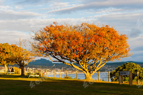 Preview: Autumn Tree at the Lake Front Reserve at Lake Taupo, Waikato Region, North Island, New Zealand