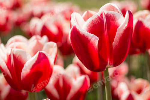 Preview: A Field Of Bright Red And White Tulips In Holland Michigan In Spring