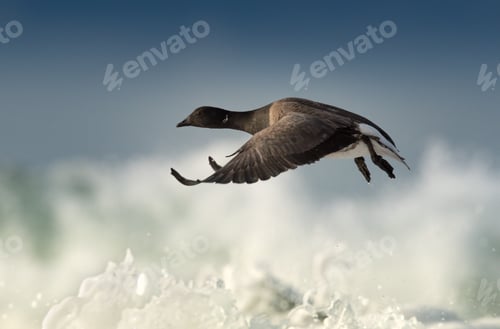 Preview: Brant goose in flight