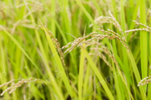 Preview: Rice field