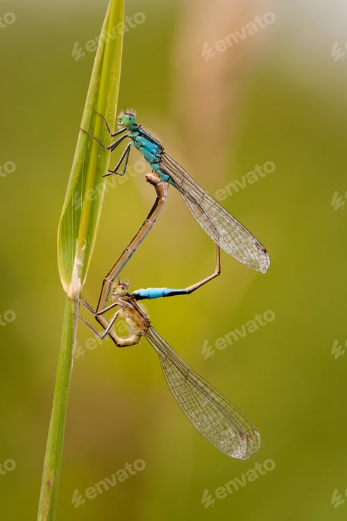 Preview: Close up of dragonfly, Blue tailed damselfly
