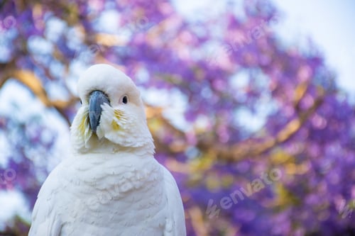 Preview: Sulphur-crested cockatoo sitting on a beautiful blooming jacaranda tree. Australian wildlife